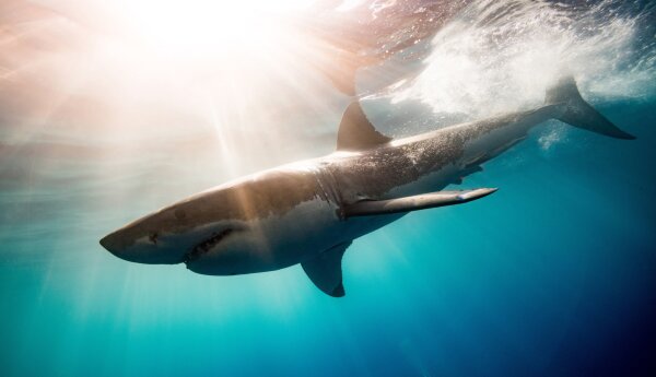 SHARK WEEK 2020: Sezon na rekiny